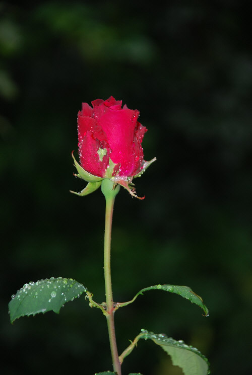 Eine Rose für Filou