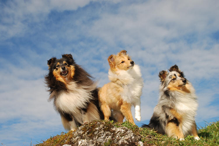 Monrei Shelties are looking forward to the New Year