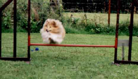 Marilyn at Agility